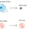 At Expo 2025, Glico Highlights Innovation Through “Cellular-Care” Research and “Rice Soft Candy”