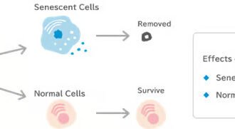 At Expo 2025, Glico Highlights Innovation Through “Cellular-Care” Research and “Rice Soft Candy”