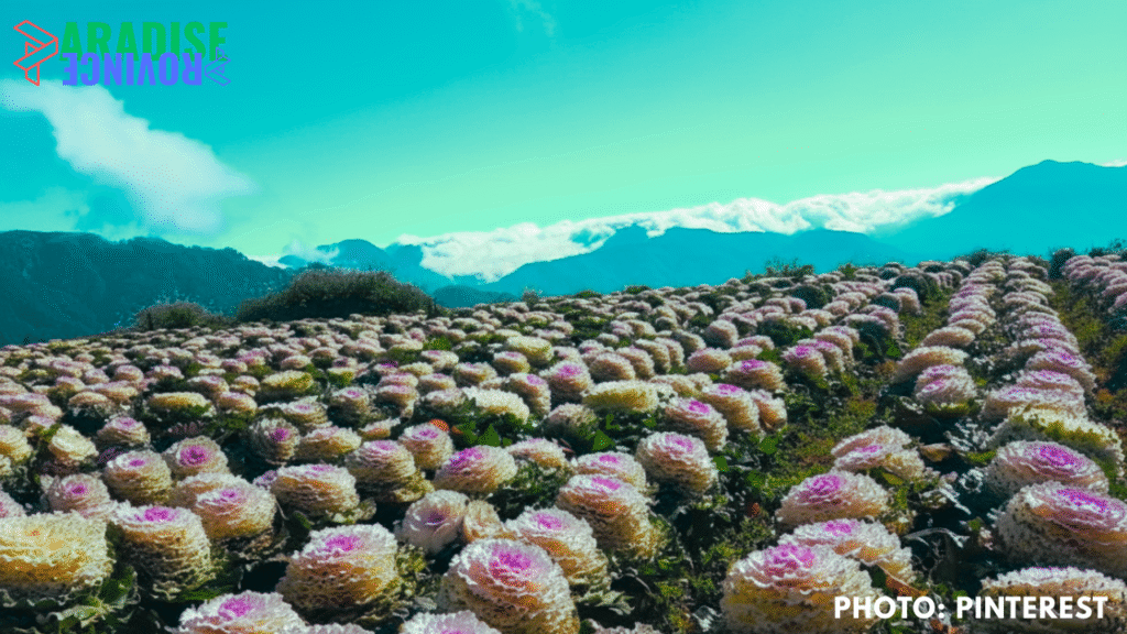 Northern Blossom Flower Farm