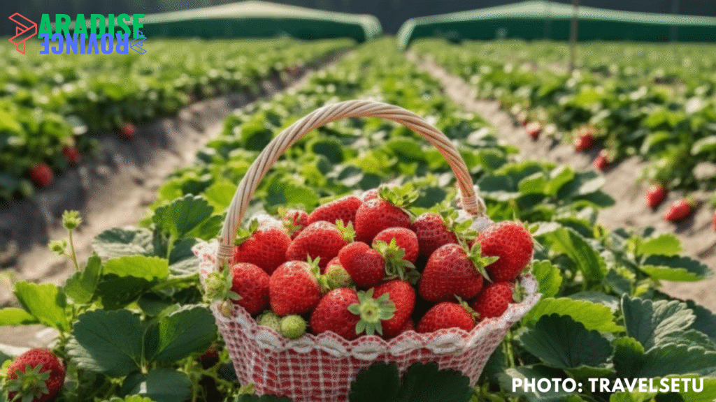 Strawberry Farm